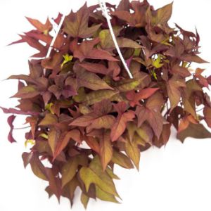 Ipomoea (Sweet Potato Vine)